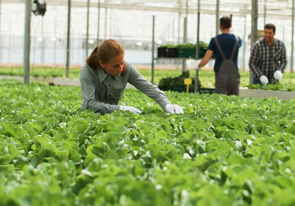 agriculture (work in greenhouses)