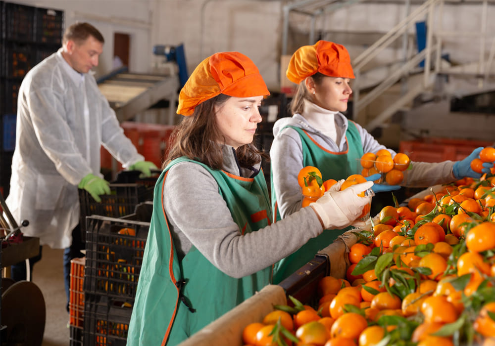 sorting vegetables and fruits